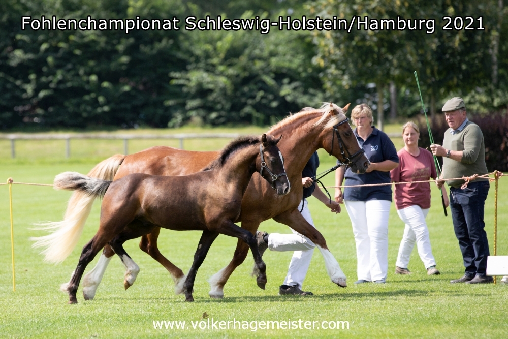 2021 08 07 Fohlenchampionat 5B7A0502