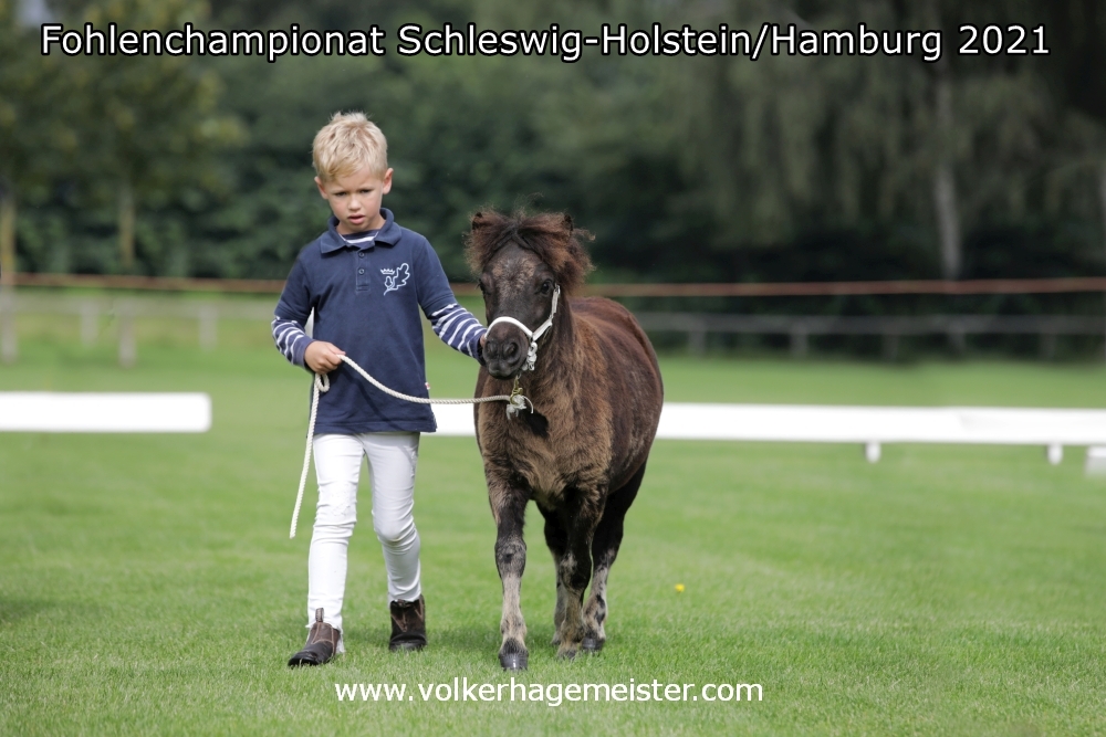 2021 08 07 Fohlenchampionat 5B7A9981