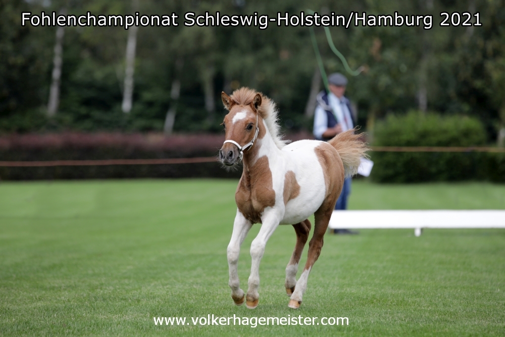 2021 08 07 Fohlenchampionat 5B7A9993