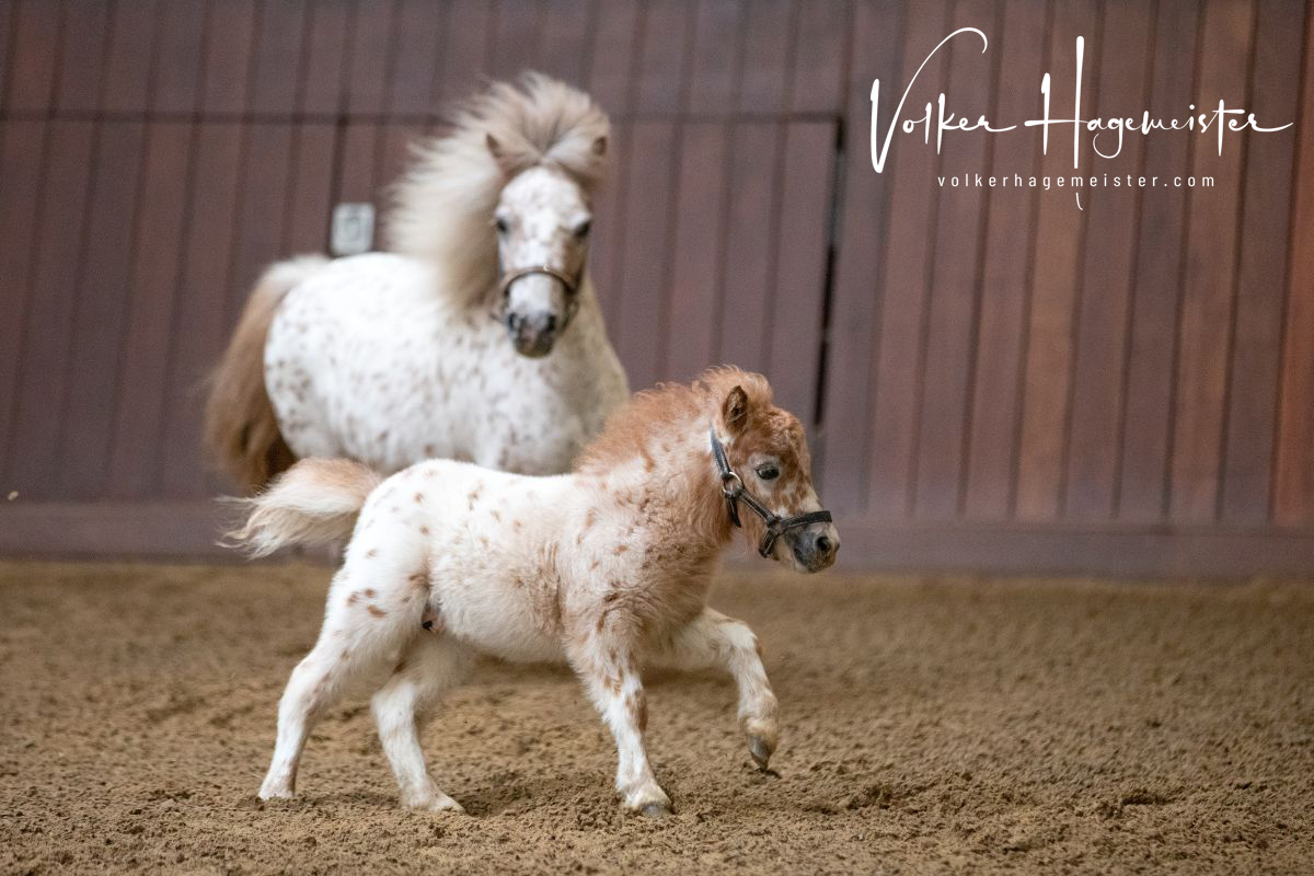 2022 06 07 03 Immenhof 5B7A8483 2