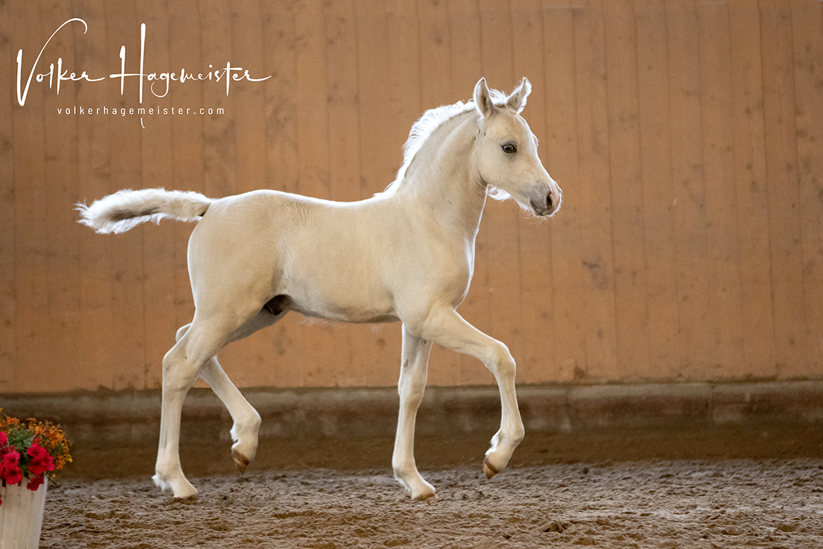 2022 07 13 Hohenfelde 5B7A2041web