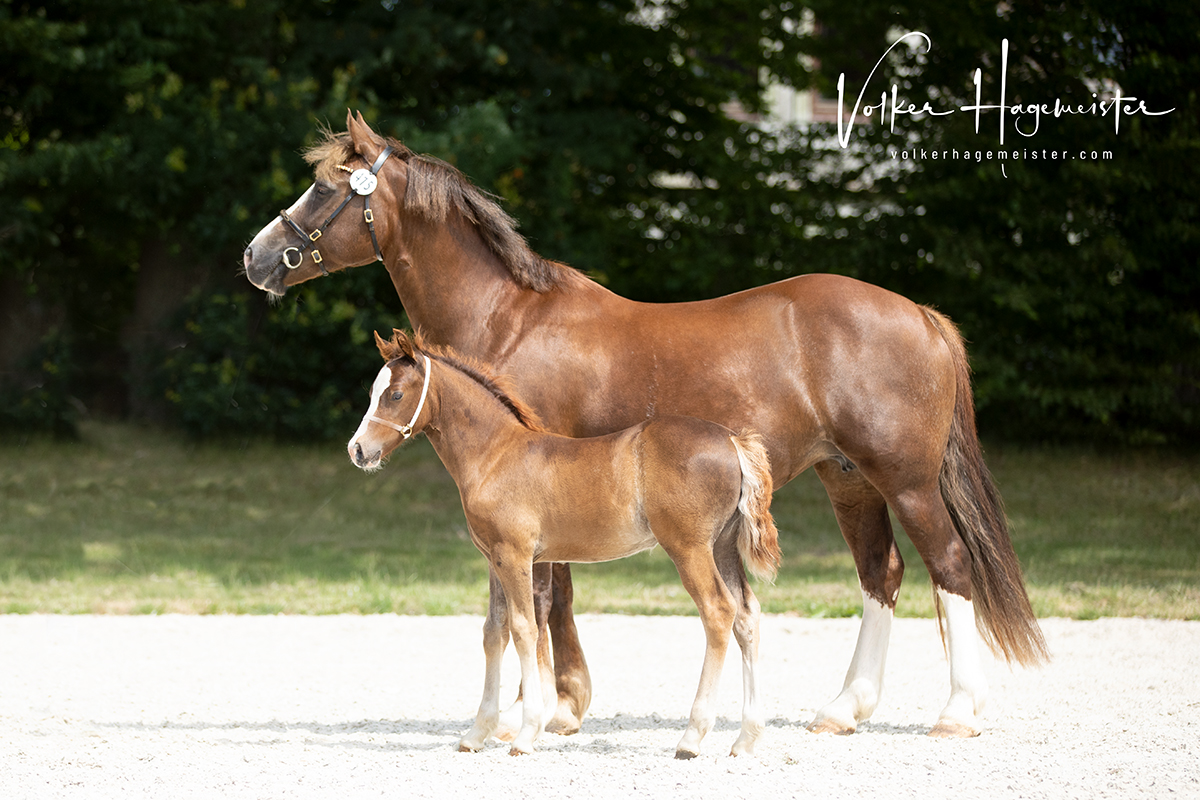 2022 07 13 Hohenfelde 5B7A2272web