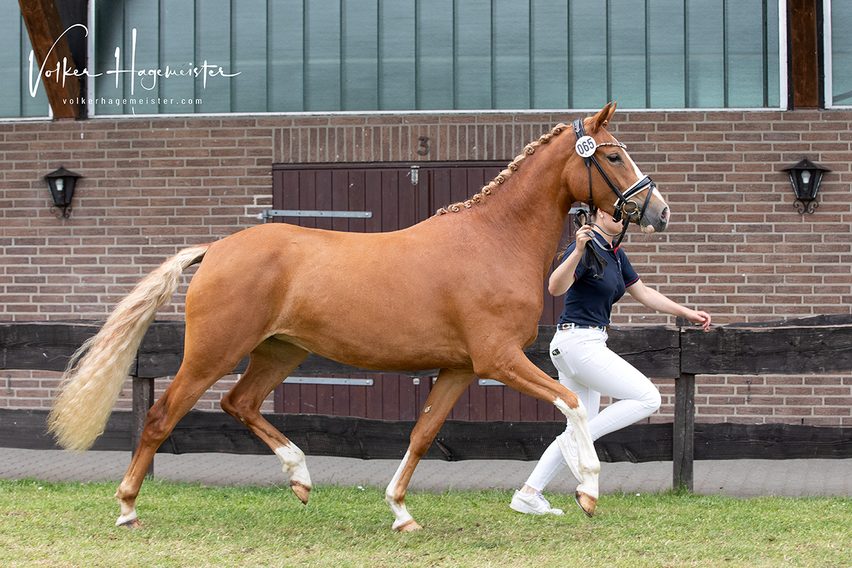 Web Tackmanns Mega Muffin 5B7A1793