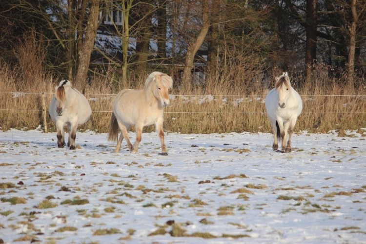 00 03 Rieke Umlandt Vlnr VPrSt Breda von der Berender Heide graufalb leider verstorben 2016 StPrSt Ilrica rotfalb StPrSt Finni Kaptain Weissfalb