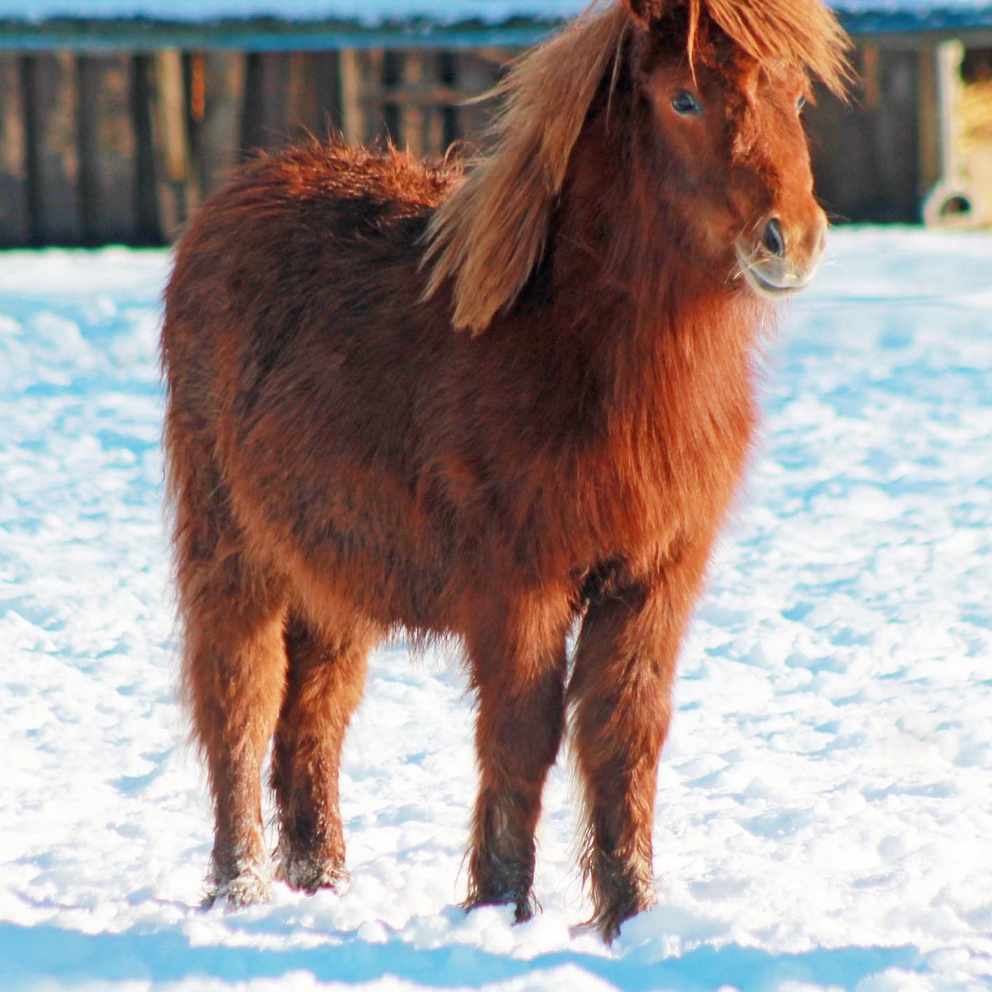 00 kessen Hier unsere Jungstute aus England