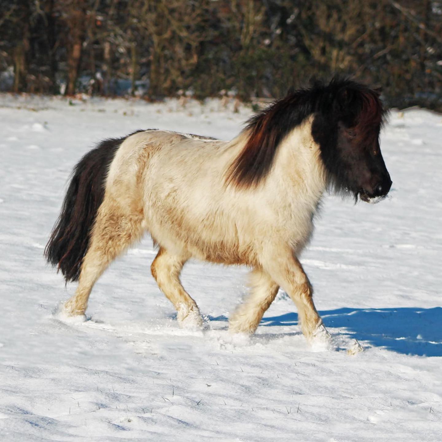 Roseqeuns Beauty 00 kessen Roseqeuns Beauty 3 jährig super brav