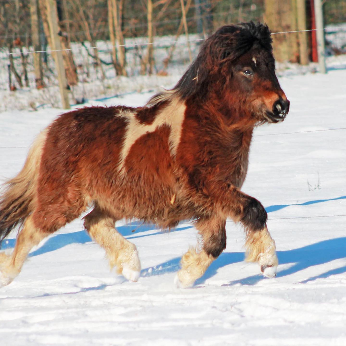 Tinkabell vom Elsensee 00 kessen Tinkabell vom Elsensee 1 Jährig