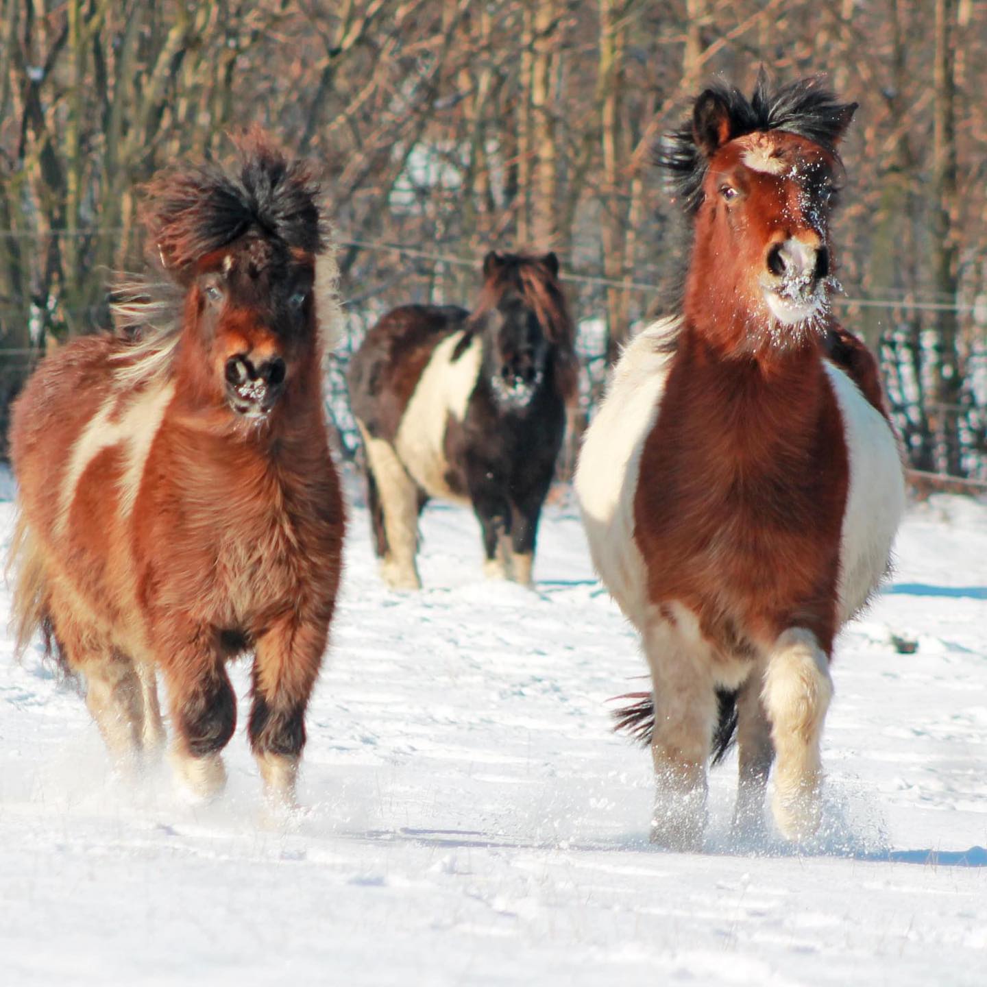 00 kessen Unsere Jungstuten im Schnee Dankeschön an Laura und meiner Tochter Aneka für die tollen Fotos