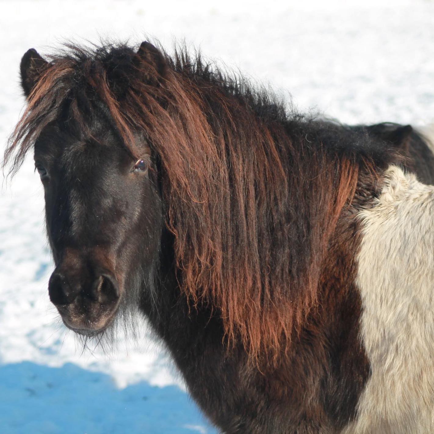 Wonder vom Elsensee 00 kessen Wonder vom Elsensee 3 Jährig