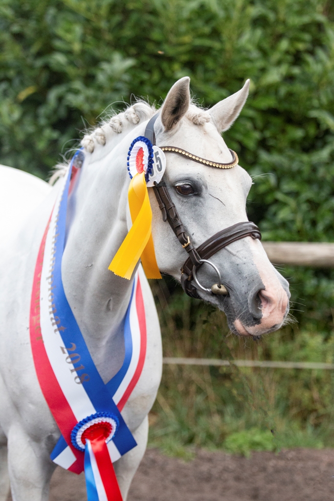 04 55 St.Pr.St. Petit Hailey Hope v. Monte Christo a.d. Elitestute Hope and Glory v. Hattrick Miss NORLA 2019