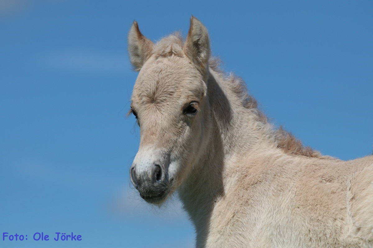 04 Christina Tietgen Jola Baroness v. Giersbergs Tjure a.d. BPrSt StPrSt Klosterhofs Jarle Baroness