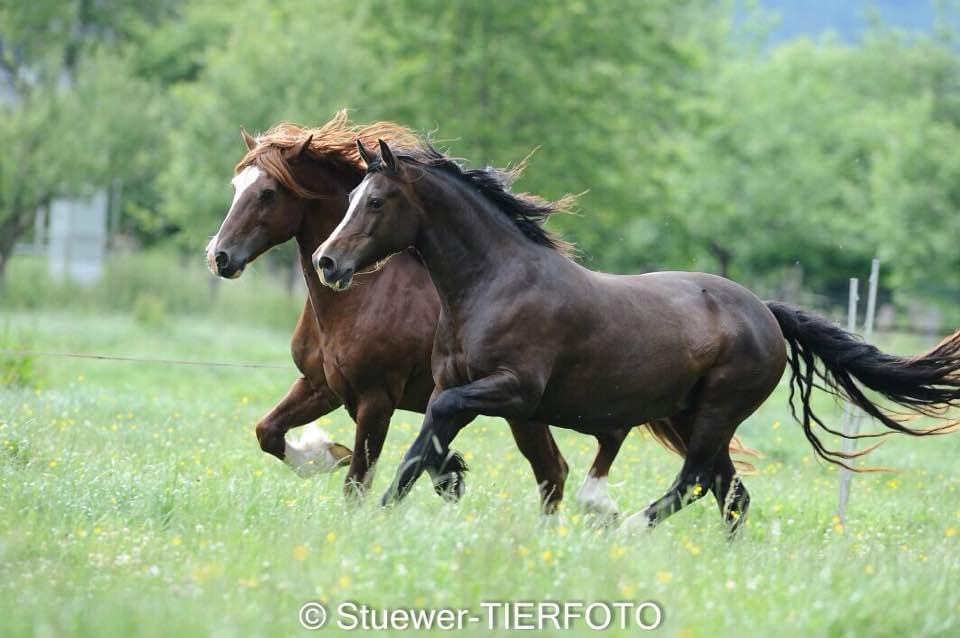 07 21 Ponyland Sunshine fährt 2 x nach Hessen zu Millstone Carleon und bekommt 2 Stutfohlen