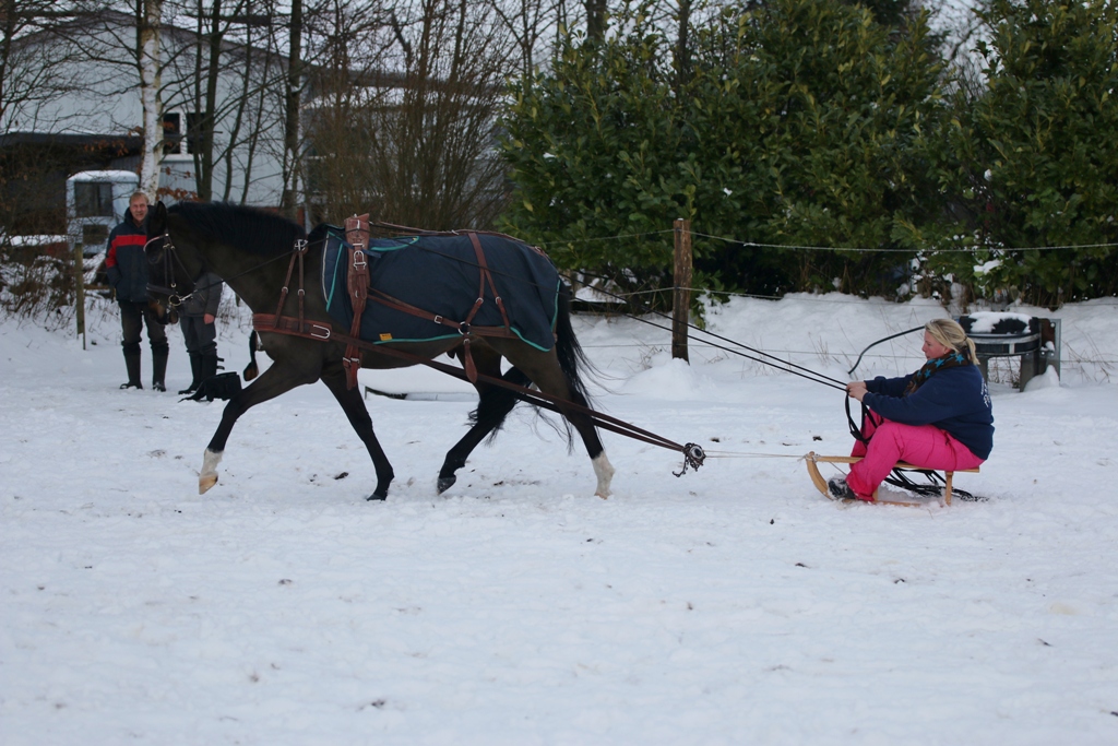 08 Edelmanns Nahla de Luxe 2015 das erste mal angespannt vorm Schlitten mit Steffi