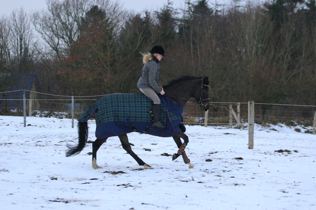 08 Edelmanns Nahla de Luxe mit Meike 2015 auf der Koppel Trense drauf und los