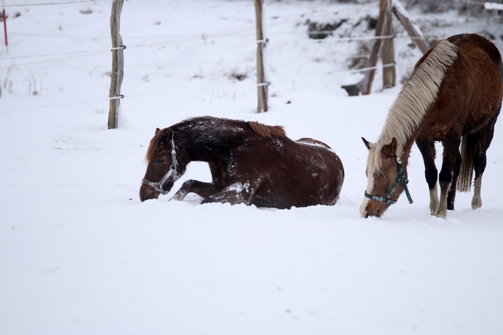 08 Ein Schneebad für Petit Devaree Petit Hermine auf der Suche nach Gras 2015