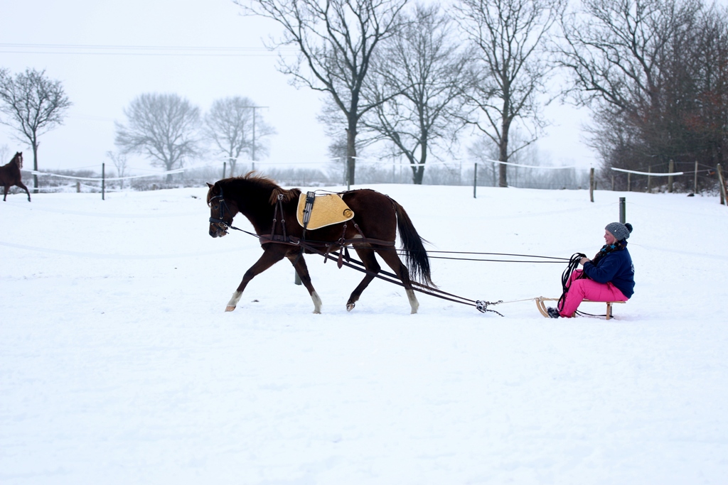 08 Petit Devaree auch das erste mal vorm Schlitten mit Steffi 2015