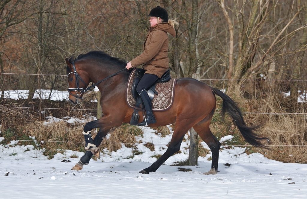 08 Petit Rock the Moment gerade wenige male unter dem Sattel nach seiner Körung 2018