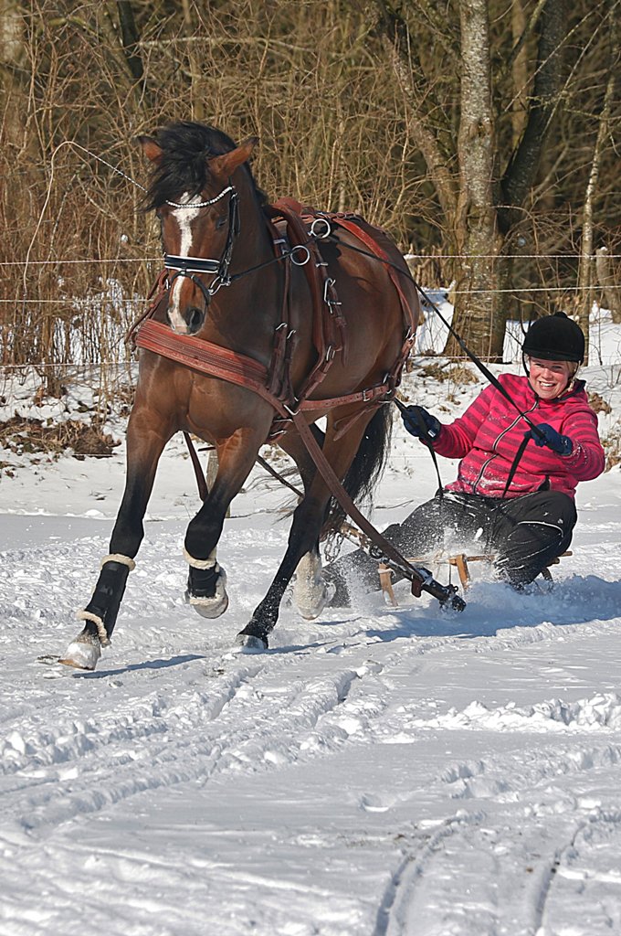 08 Petit Rock the Moment in Aktion vorm Schlitten seine erste fahrt 2018