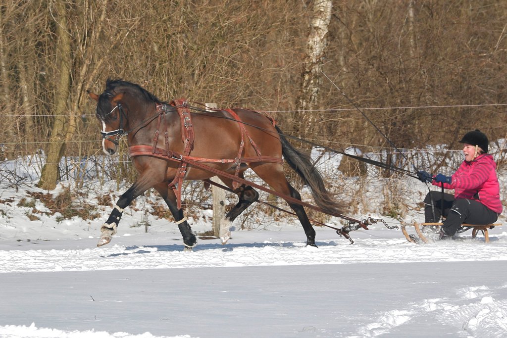 08 Petit Rock the Moment kann sich auch vorm Schlitten sehen lassen