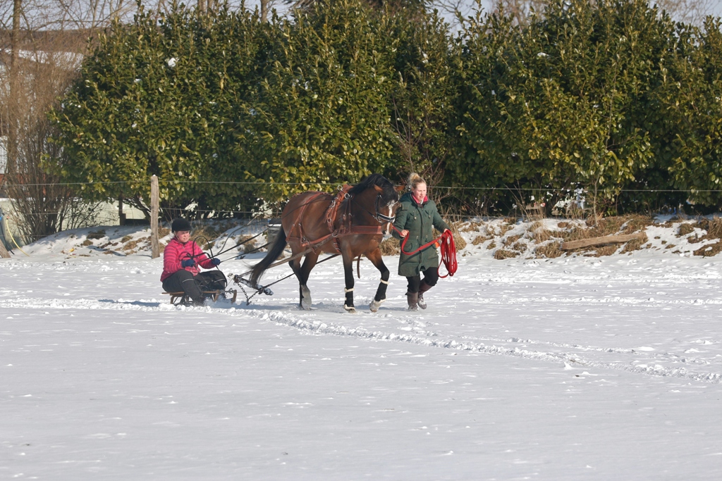 08 Petit Rock the Moment nach seiner Gewöhnung an der Longe mit dem Geschirr und den ersten Runde auf dem Platz geht es dann auf die Koppel
