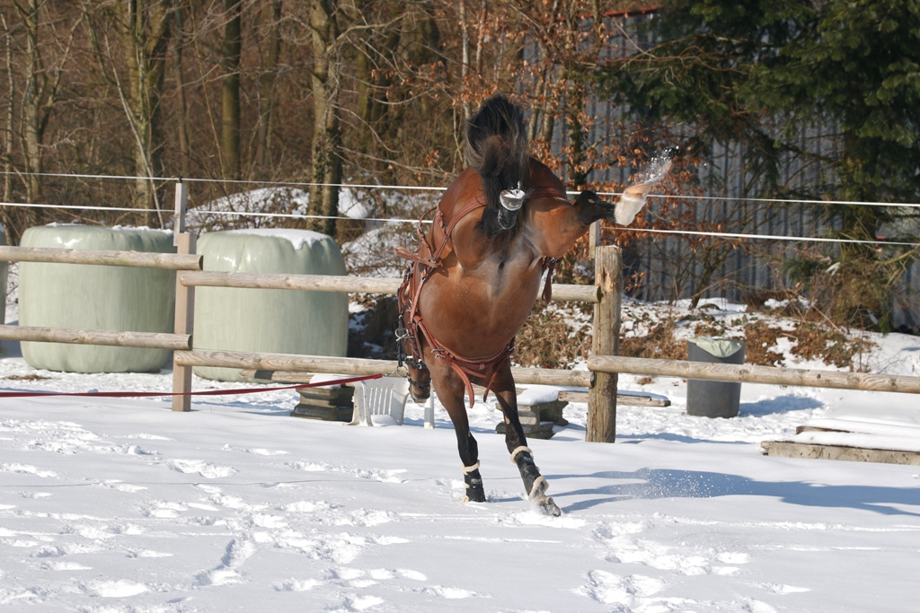 08 Petit Rock the Moment wird auf seine erst Schlittenfahrt vorbereitet das hintergeschirr gefällt ihm nicht so