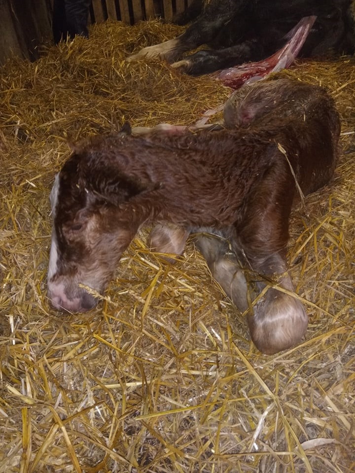 31 01 Pepe um 5.50 Uhr am 19.02.2021