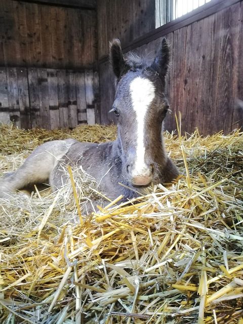 47 04 Möhlenbeeks Bentley