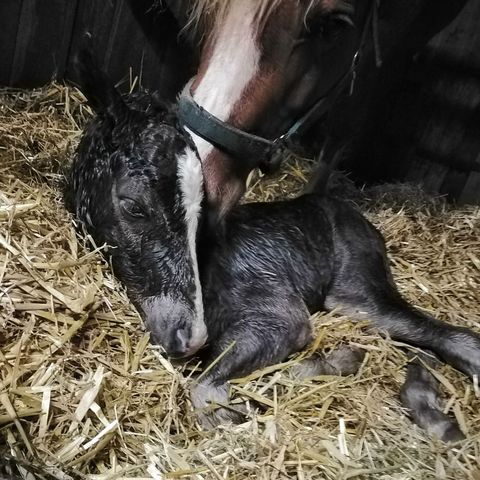 47 05 Möhlenbeeks Bentley