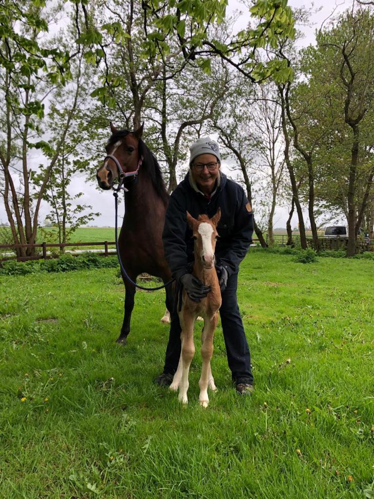 64 01 02 Ponyland Scarlad ist geboren Welsh C Stutfohlen von Synod Request aus der Ponyland Sunrise