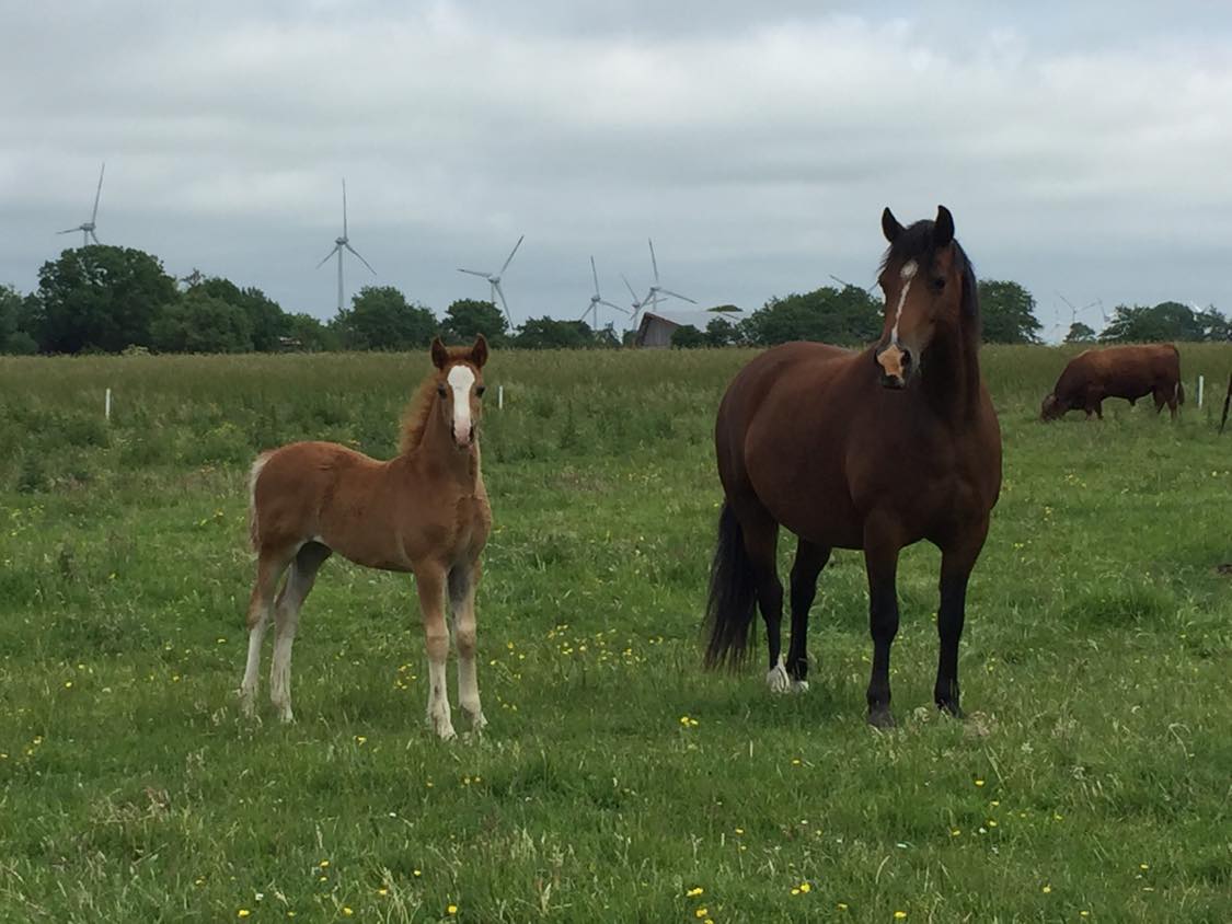 64 01 03 Scarlad und Sunrise auf der Weide