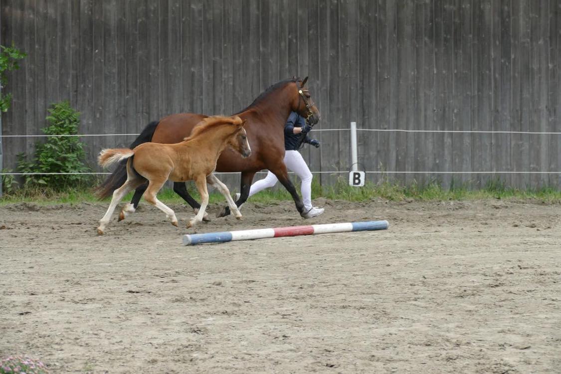64 01 04 Ponyland Scarlad erhält die Fohlenprämie