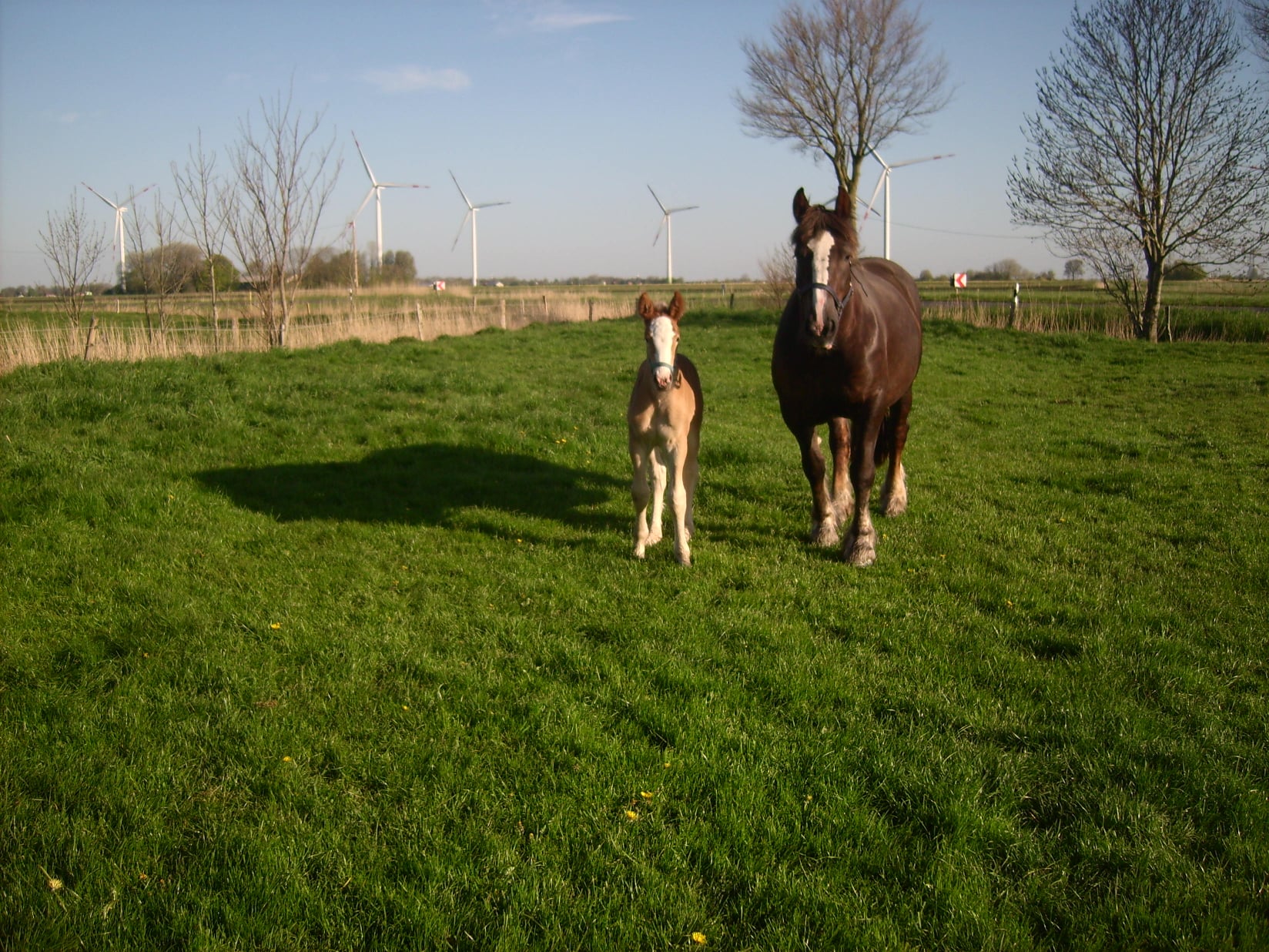 82 04 Mutter Jasmin Vater Habicht Stutfohlen Pimentblüte