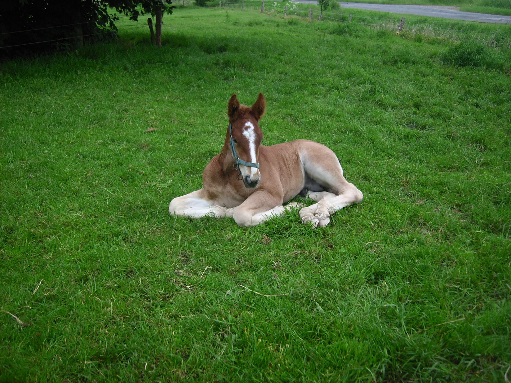 82 07 Mutter Cayenne Vater Habicht Hengstfohlen Piment