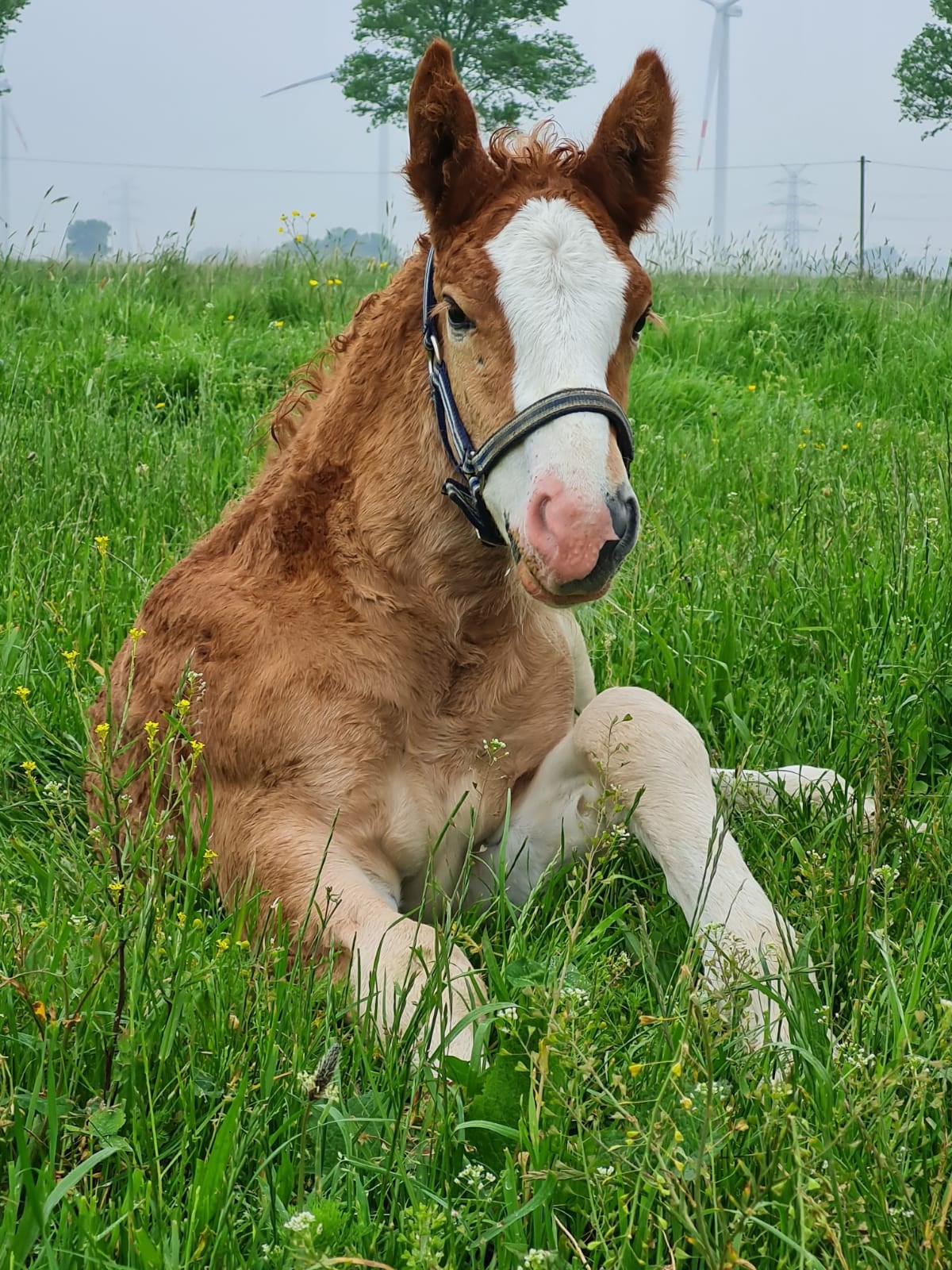 82 11 Mutter Wyoming Vater Habicht Stutfohlen Philadelphia