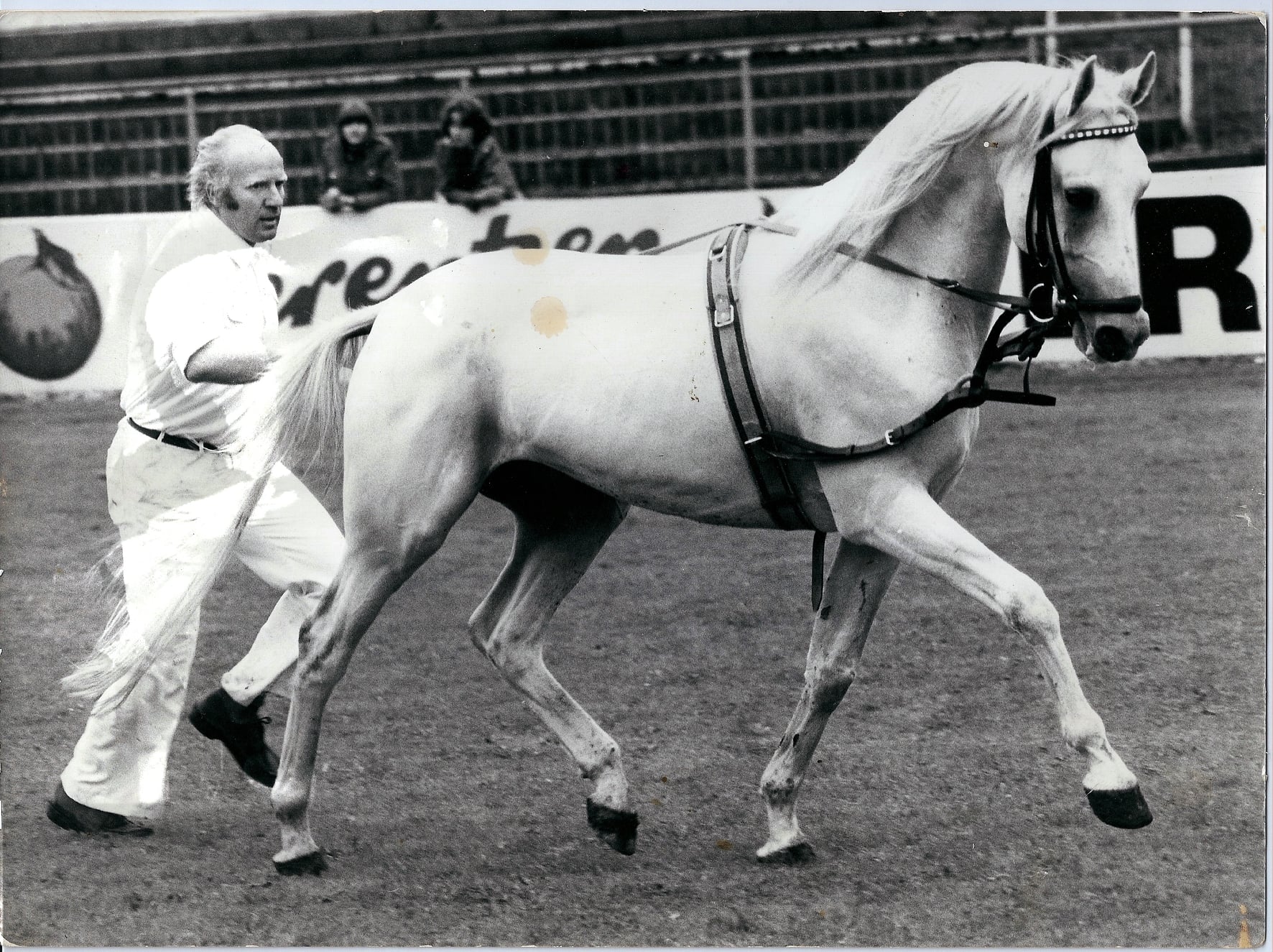 119 21 05 07 Bajar. Dieser Shagya Araber Hengst findet sich in fast all unseren Pedigrees