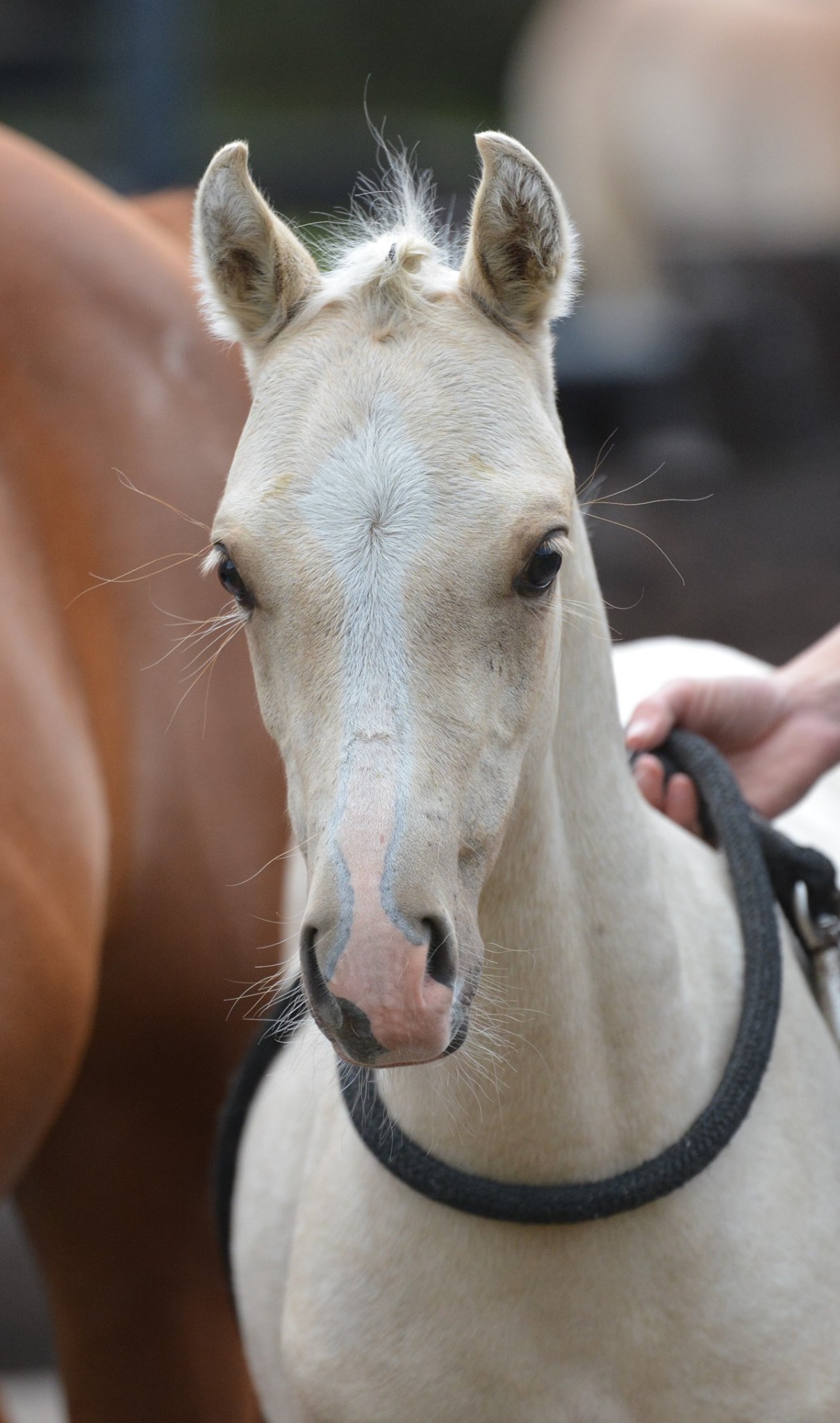 Letsfly Rosafine 201 05