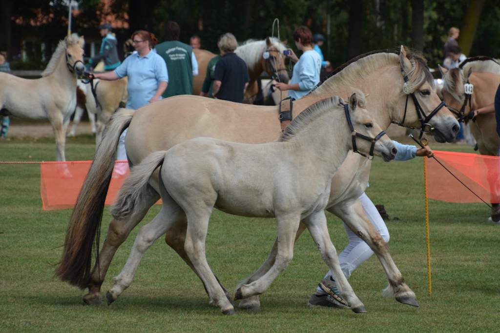161-05-Fohlenchampionat 2