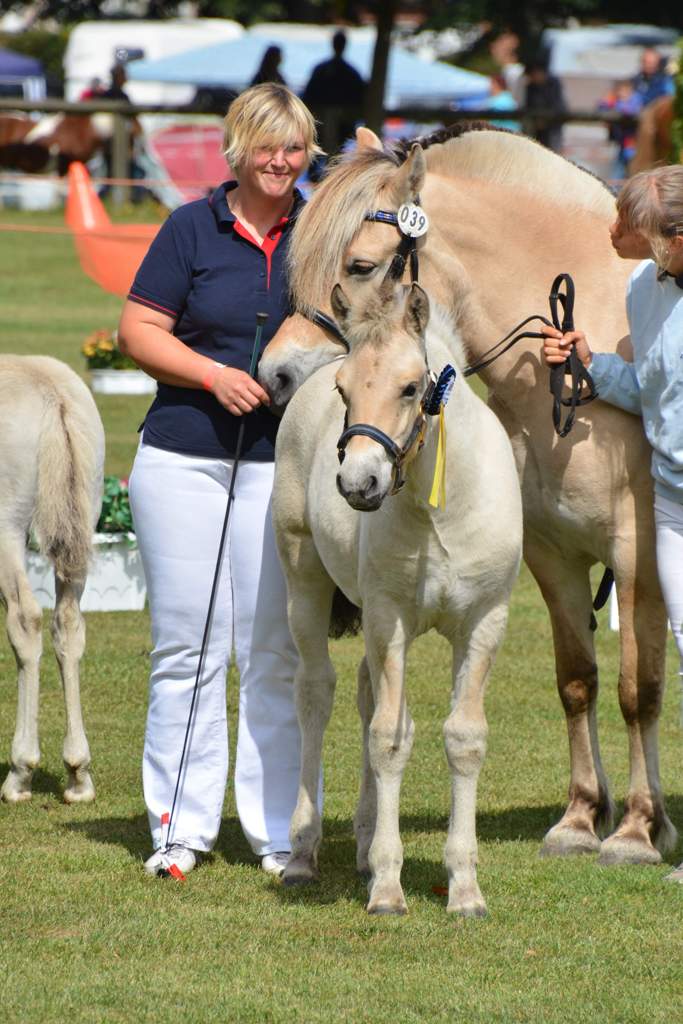 161-06-Fohlenchampionat 3