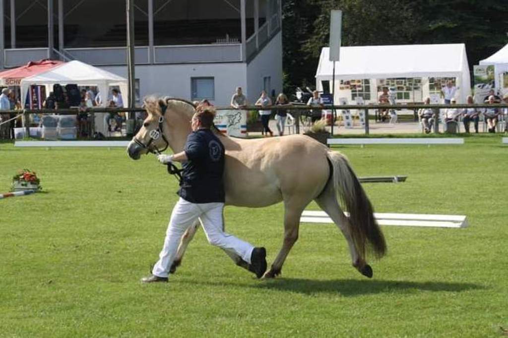 161-08-Norddeutsche Stutenschau 1