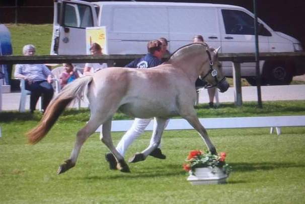 161-09-Norddeutsche Stutenschau 2