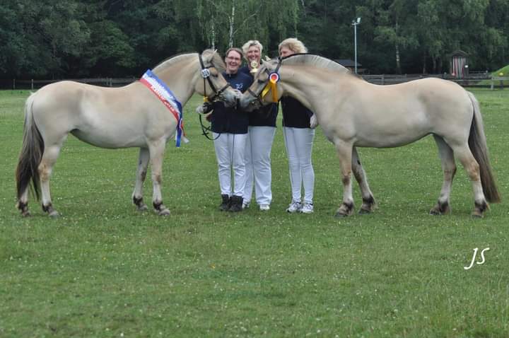 161-13-Elitestutenschau Foto Julia Schäding