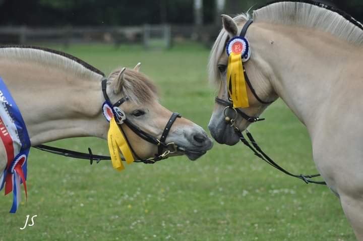 161-14-Elitestutenschau 2