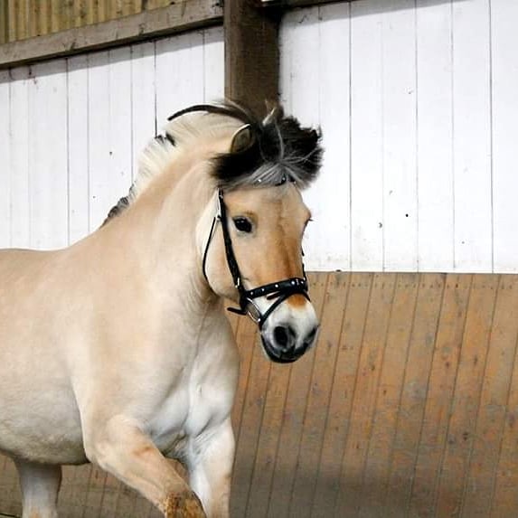 161-15-Leistungsprüfung 1 Foto Heidi Schureck