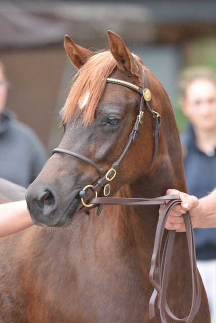 167-05-2019 06 Stutenschau-Padenstedt-Bezirksprämie-erhalten-3