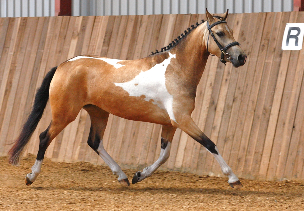173-GP Shala Hoejgaard Bezirkspraemie