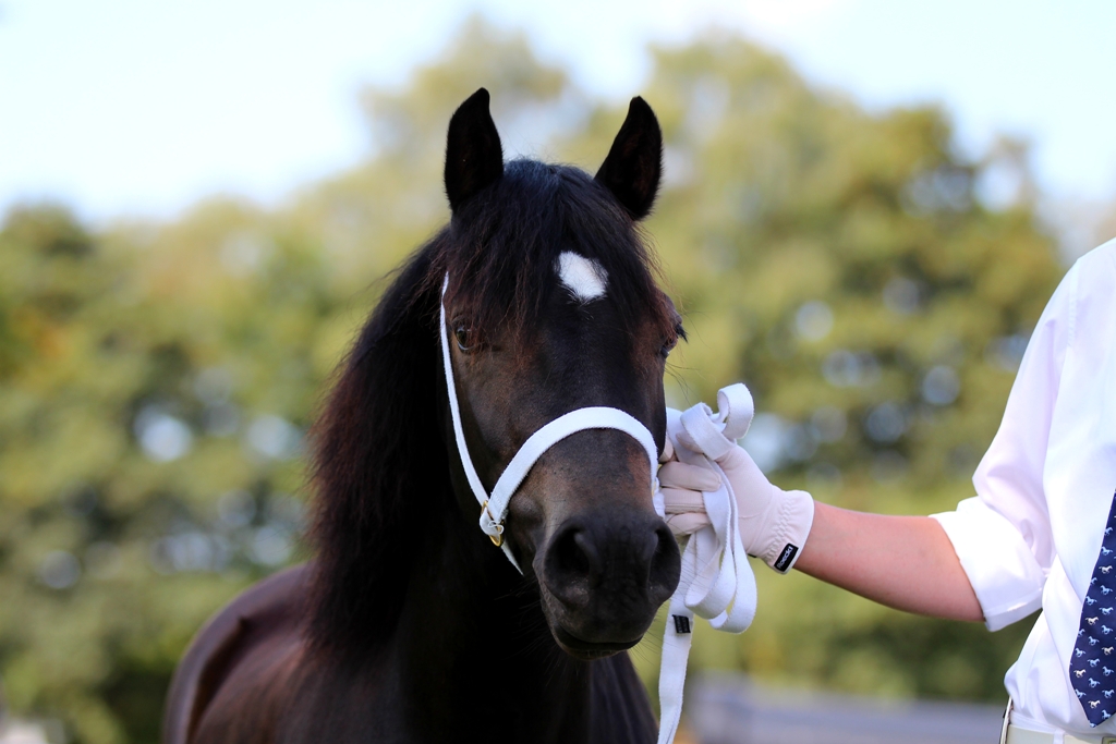 Tewdwr Chumbawamba 201 01 01