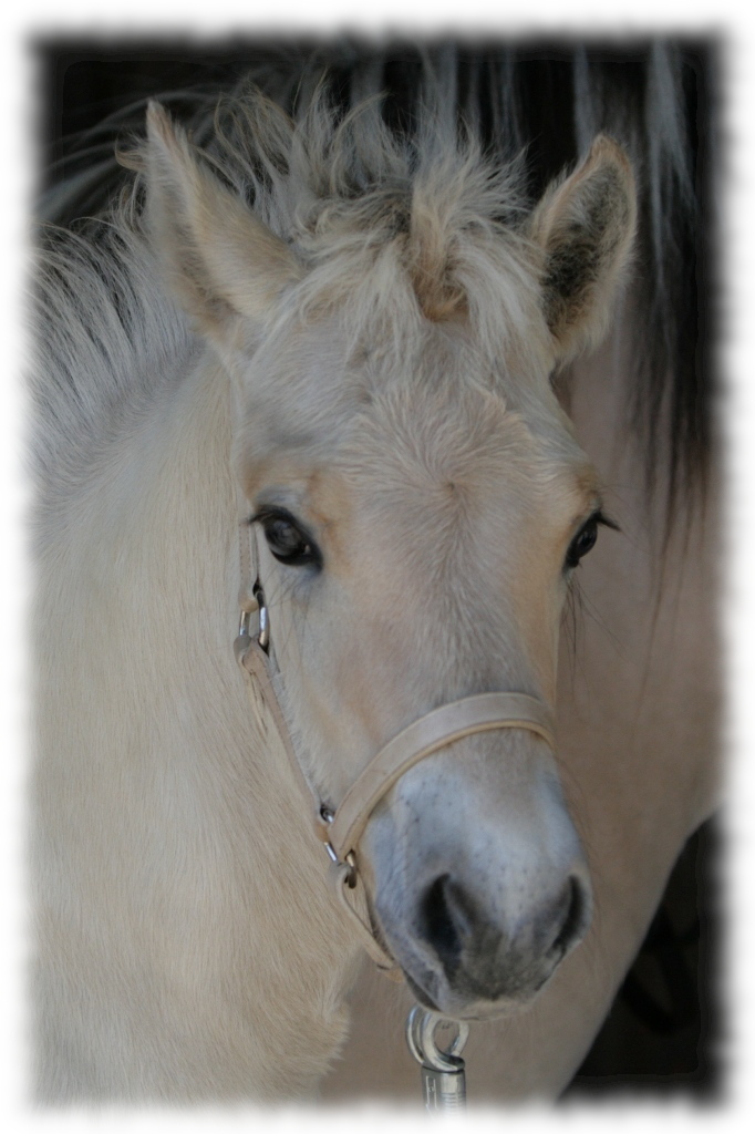 Fohlen aus dem Jahr 2010 201-01