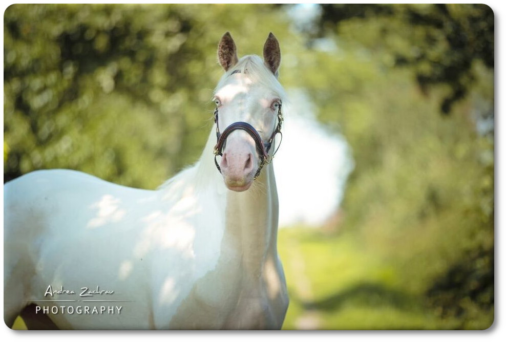 Söl'rings Chilaili ist das 8. Fohlen der 2000 geborenen Mangold N x Sando Paso Stute Cabaletta 201-15-01