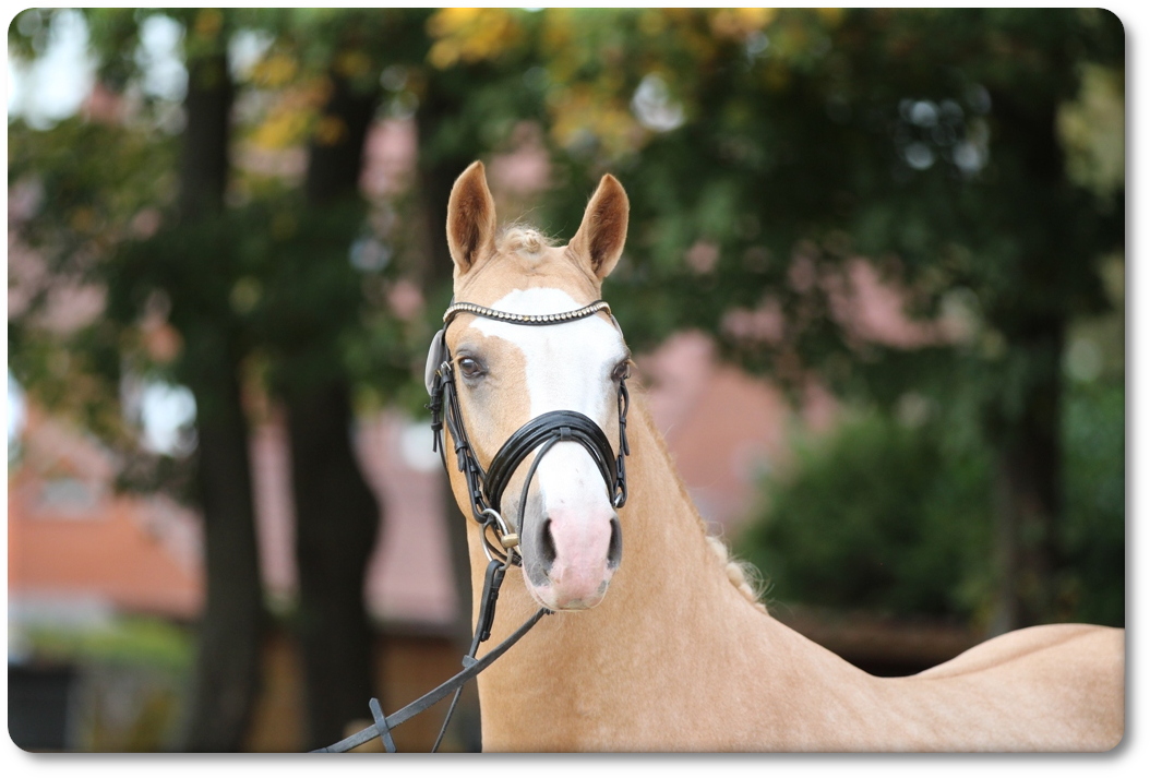 Söl'rings Mr. Renegades ist das 7. Fohlen aus der 2000 geborenen Cabaletta 201-16-01