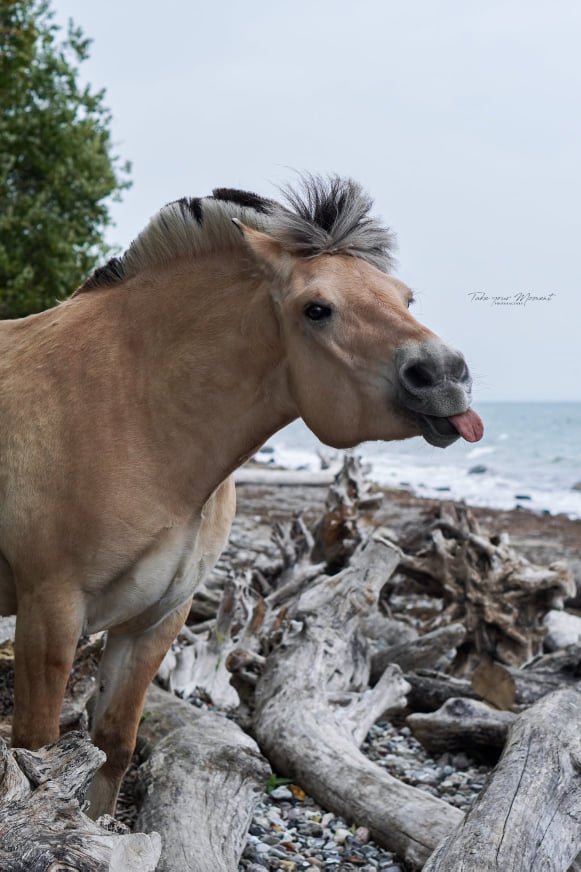 Klosterhof's Angel 201 18 02 Jeanne